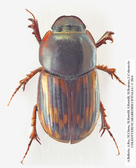 Pseudacrossus suffertus